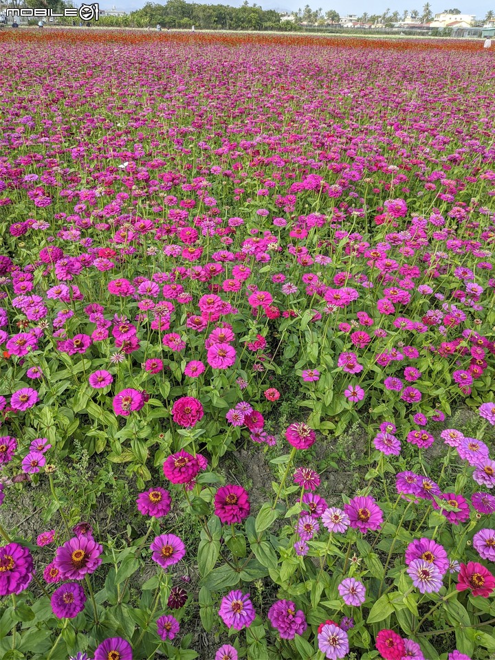 百日菊花海 高雄市杉林區181縣道 02/15