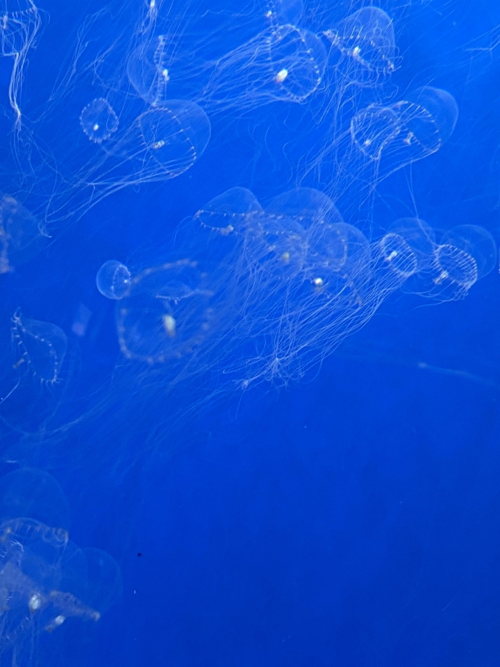 桃園Xpark水族館～附探索之謎參考解答～海豹，企鵝，鯊魚～