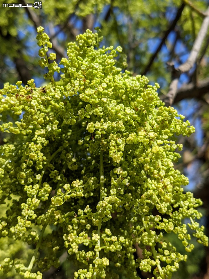 茄苳 台南市安平區湖濱水鳥公園 02/11