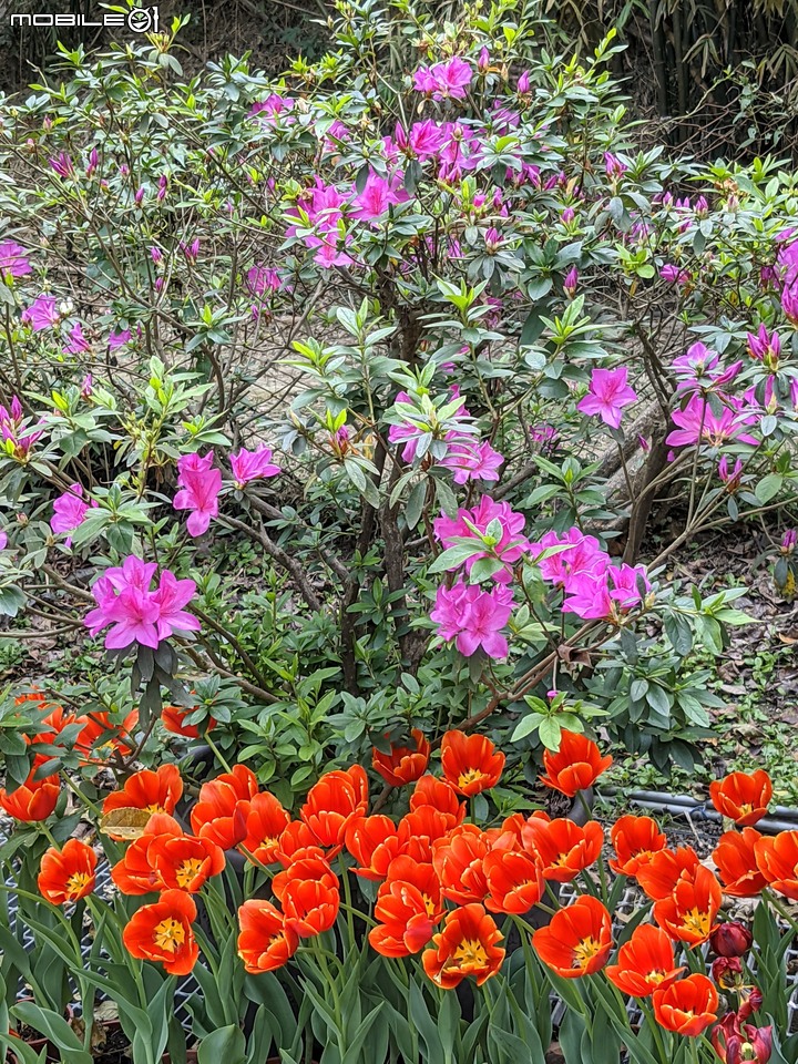 鬱金香... 台南市柳營區南元花園休閒農場 02/20