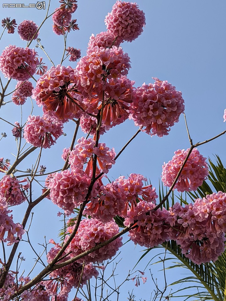 洋紅風鈴木 台南市東區林森路二段 01/31