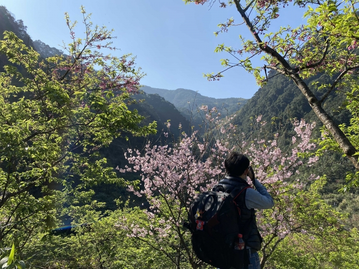 滿開🌸三峽賞櫻花