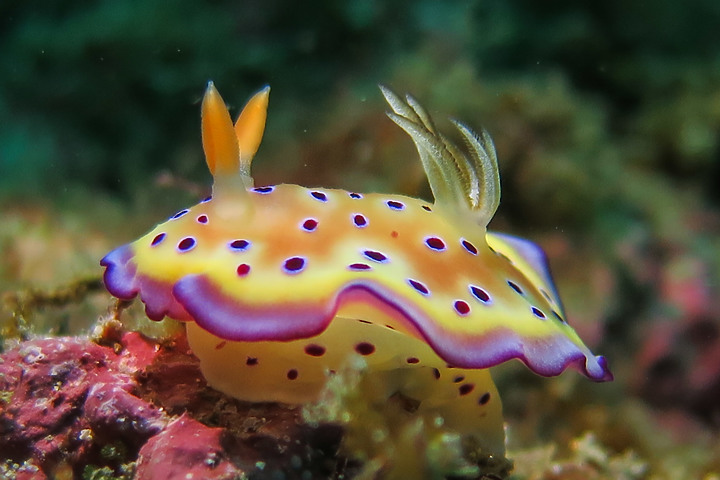 【水下影像】初五開工?就從水下開始吧!