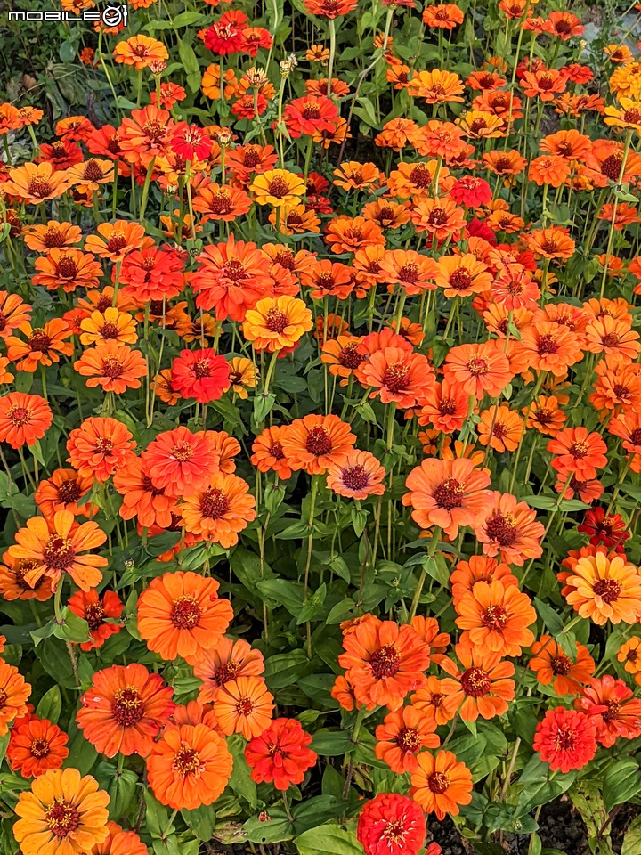 百日菊花海 高雄市杉林區181縣道 02/15