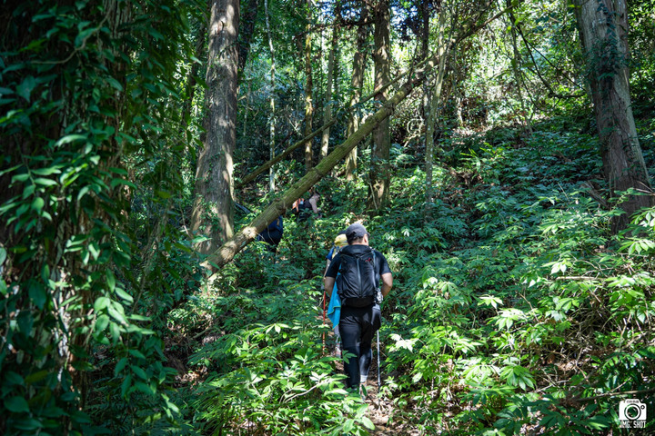 賞楓聖地・馬那邦山Y字連走細道邦山