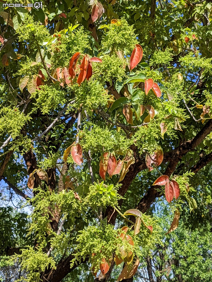 茄苳 台南市安平區湖濱水鳥公園 02/11