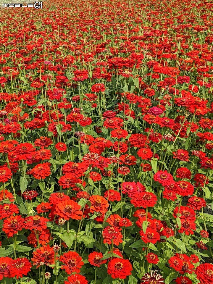 百日菊花海 高雄市杉林區181縣道 02/15