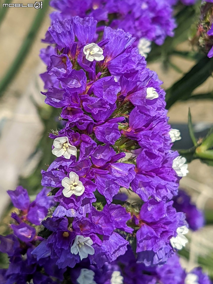 星辰花+重瓣麻葉繡球花 嘉義市西區頭港里 02/06