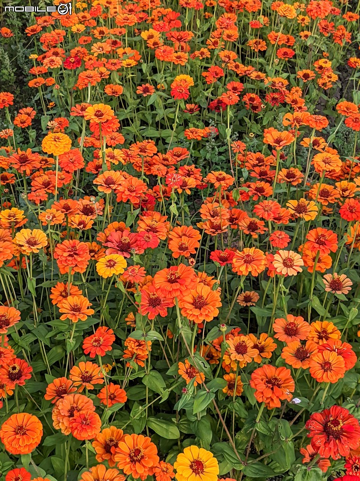 百日菊花海 高雄市杉林區181縣道 02/15