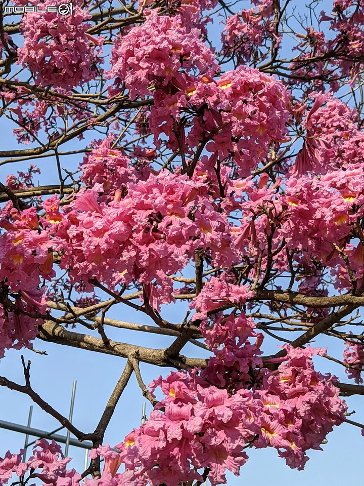 洋紅風鈴木 台南市東區林森路二段 01/31