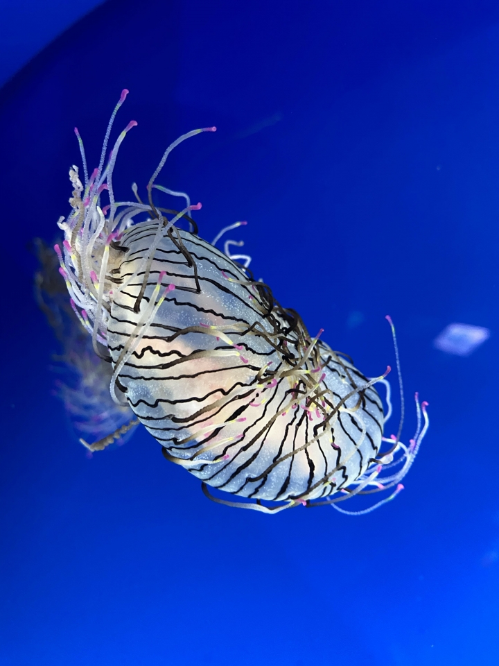 桃園Xpark水族館～附探索之謎參考解答～海豹，企鵝，鯊魚～