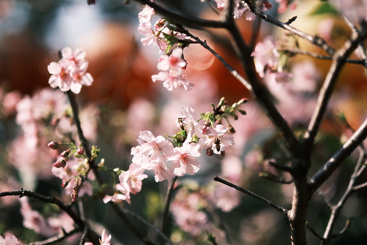 Fujifilm XF 50mm f/1.0 R WR 評測報告｜富士「夜神」果然名不虛傳！