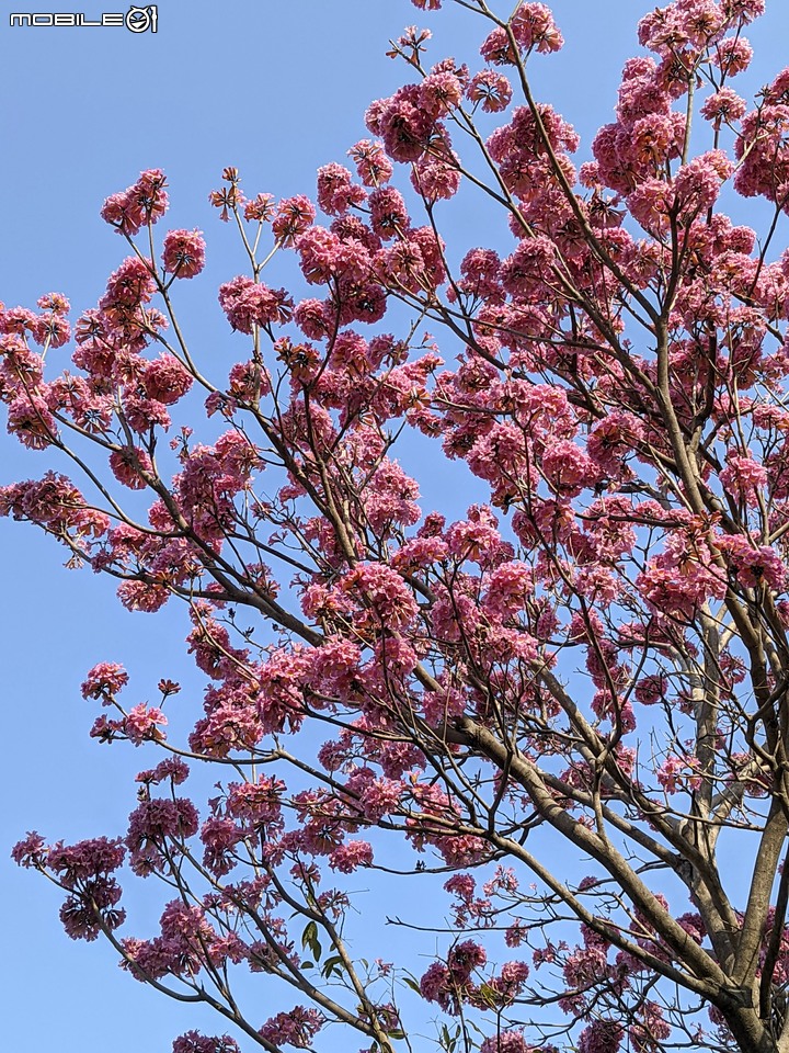 洋紅風鈴木 台南市東區林森路二段 01/31