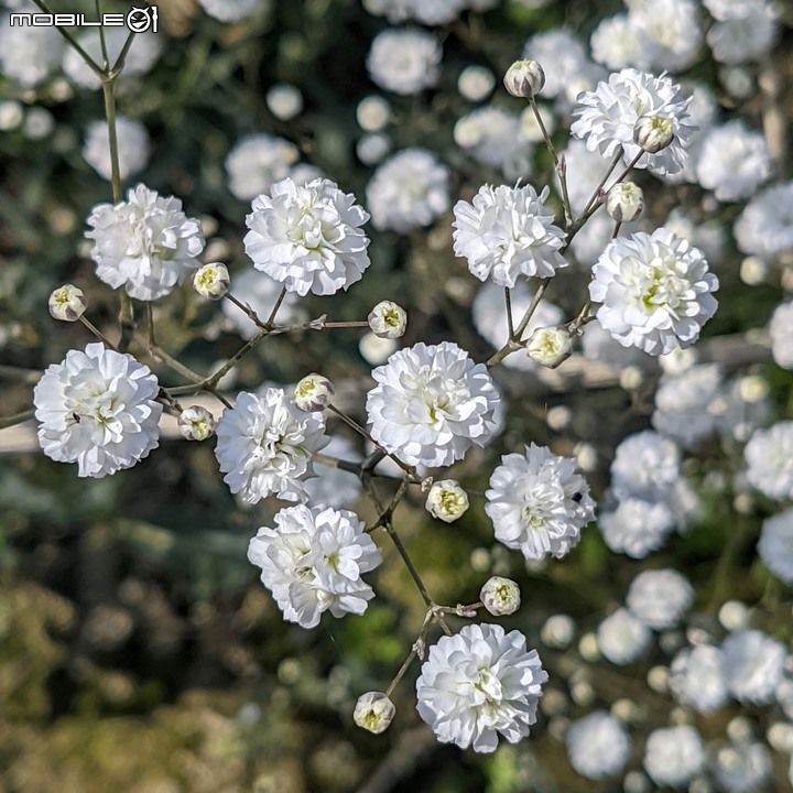 星辰花+重瓣麻葉繡球花 嘉義市西區頭港里 02/06