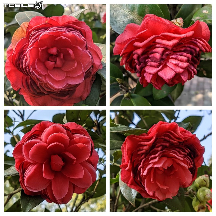 鬱金香... 台南市柳營區南元花園休閒農場 02/20
