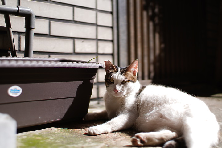 Kamlan 32mm f/1.1 評測報告|可攻可守的平價大光圈鏡頭!