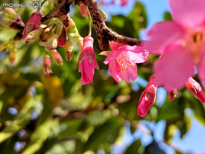 點我看大圖 【ROG3】新年 櫻之呼吸