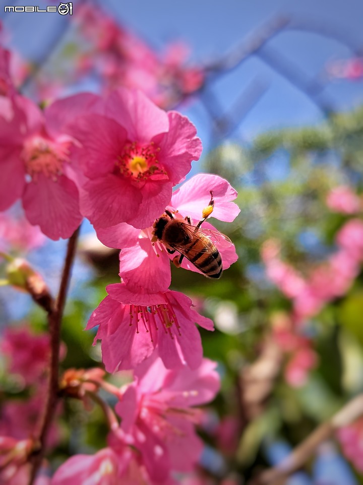 點我看大圖 【ROG3】新年 櫻之呼吸