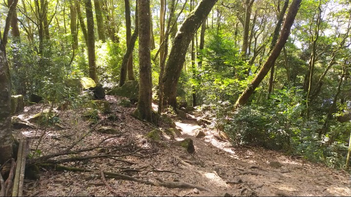 [樂山童盟] [台中和平] 谷關七雄-屋我尾山(大雪山林道登山口31.2K)