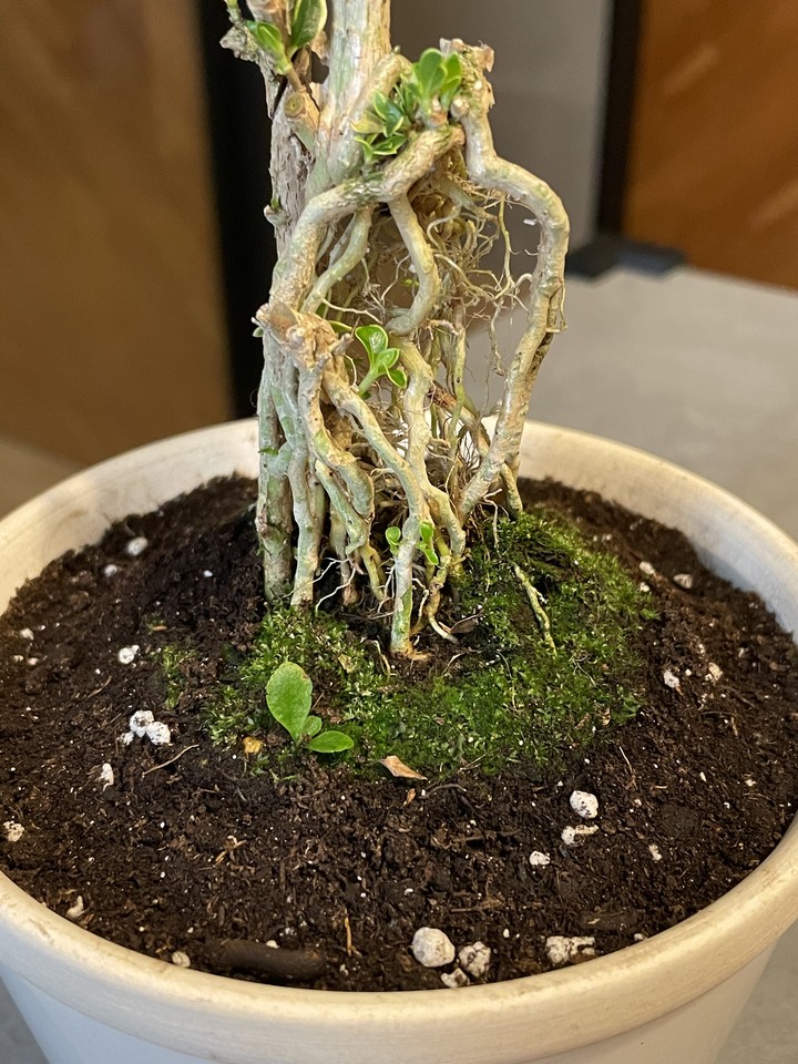 請問這是什麼樹呢？