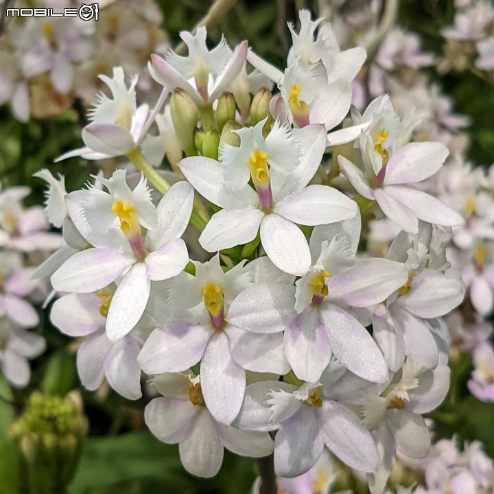 熱帶農業博覽會 屏東縣熱帶農業特色產業園區 02/14