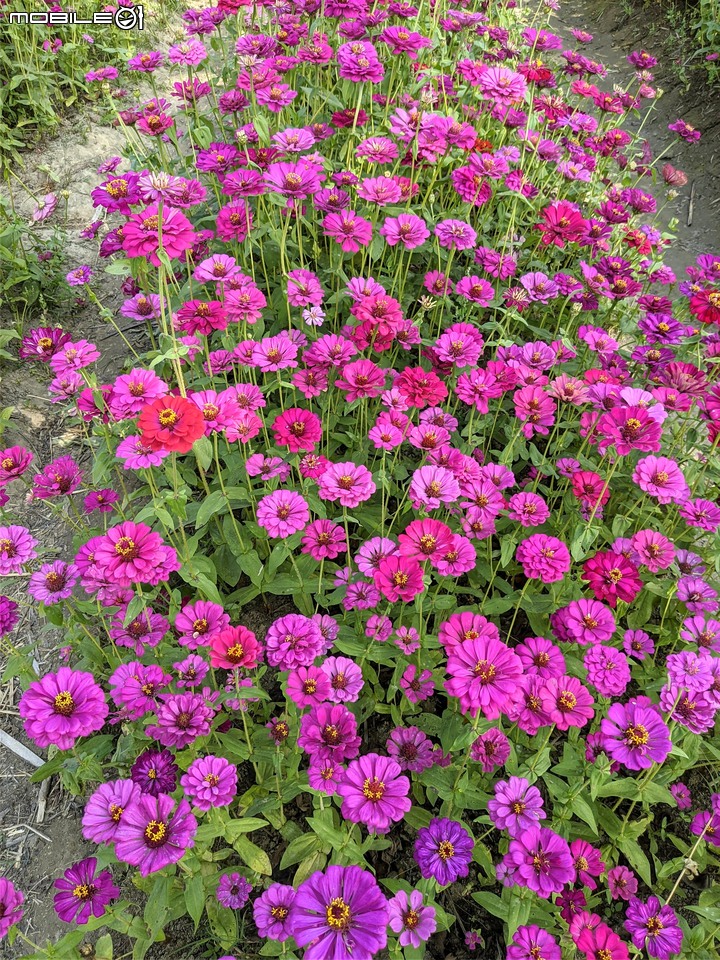 百日菊花海 高雄市杉林區181縣道 02/15