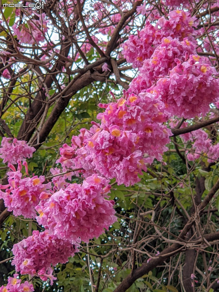 紅花風鈴木 台南市南區水交社文化園區 02/11