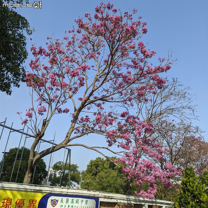 洋紅風鈴木 台南市東區林森路二段 01/31