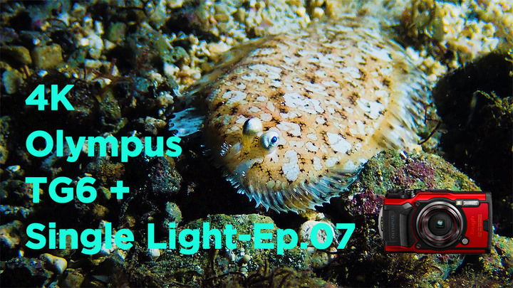 Olympus TG-6 + 單燈+電影式調色-07 flounder 比目魚