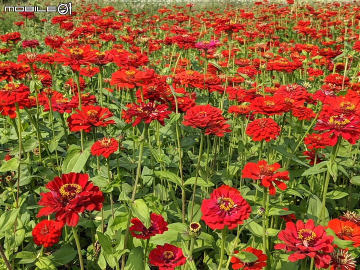 百日菊花海 高雄市杉林區181縣道 02/15