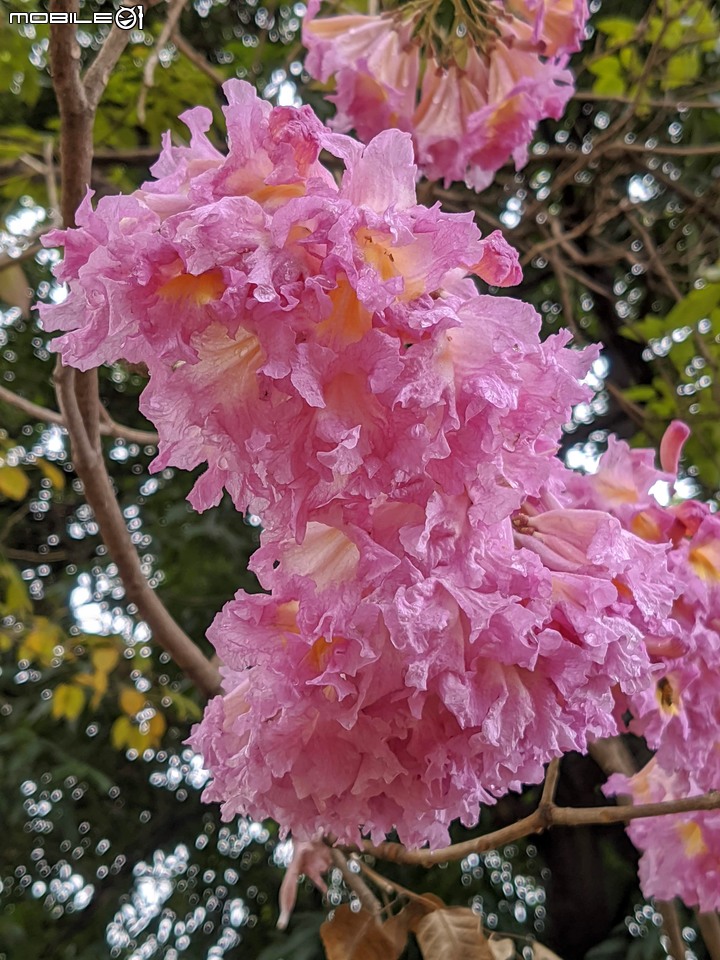 紅花風鈴木 台南市南區水交社文化園區 02/11