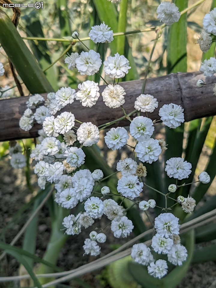 星辰花+重瓣麻葉繡球花 嘉義市西區頭港里 02/06