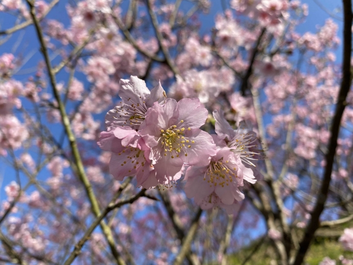 滿開🌸三峽賞櫻花