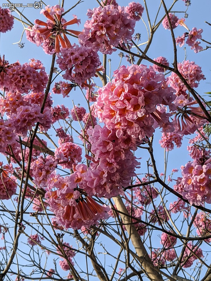 洋紅風鈴木 台南市東區林森路二段 01/31