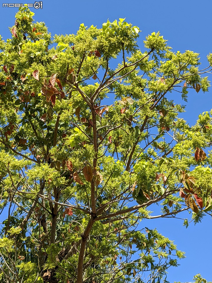 茄苳 台南市安平區湖濱水鳥公園 02/11