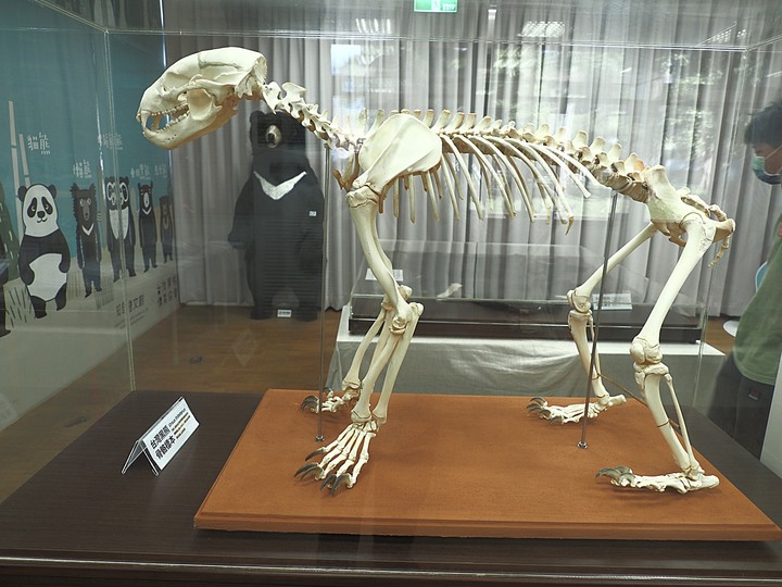 【小惡魔慶牛年】第二代行動郵車、臺灣黑熊教育館、舊玉里國小 — 在全臺最大鎮行動郵車與黑熊保育介紹 — 鼠末牛初之防疫返鄉之旅第7站