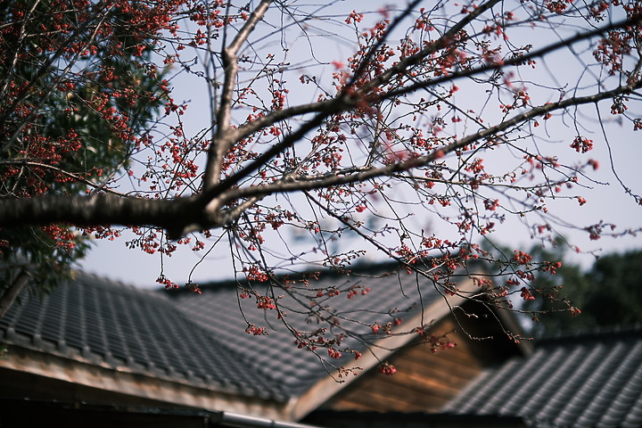 Fujifilm XF 50mm f/1.0 R WR 評測報告|富士「夜神」果然名不虛傳!