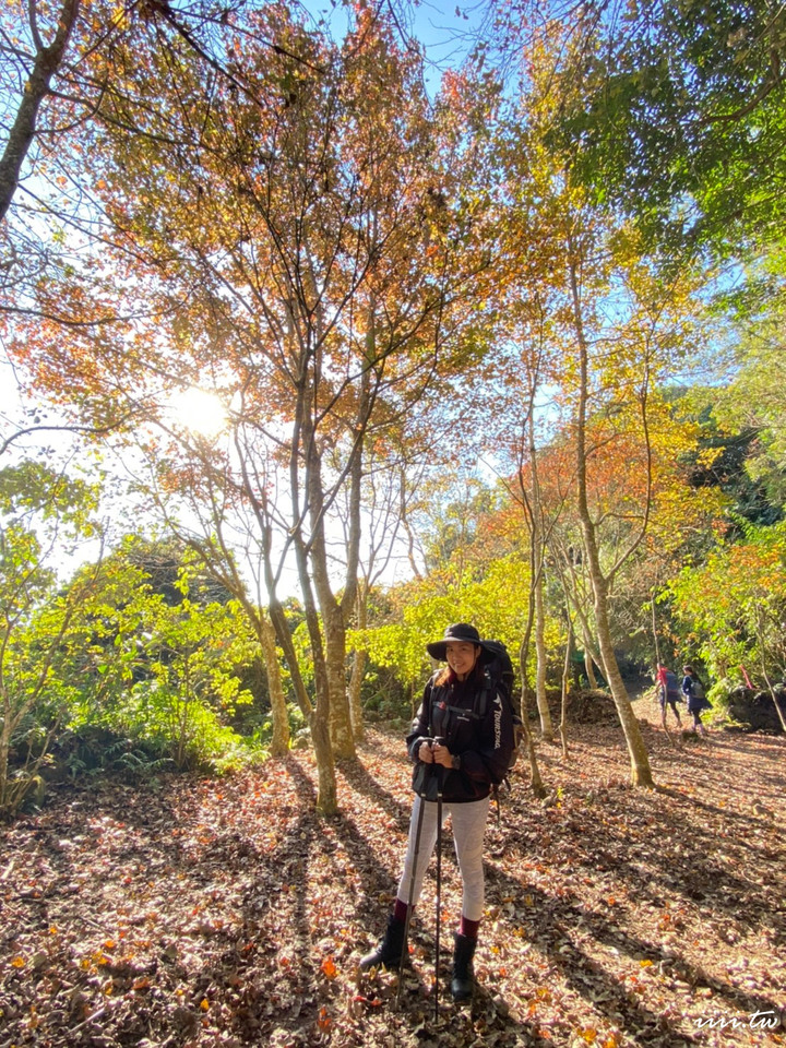 賞楓聖地・馬那邦山Y字連走細道邦山