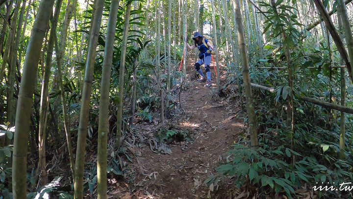 賞楓聖地・馬那邦山Y字連走細道邦山