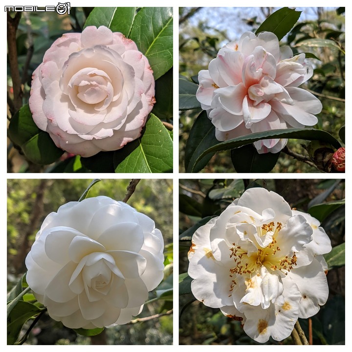 鬱金香... 台南市柳營區南元花園休閒農場 02/20