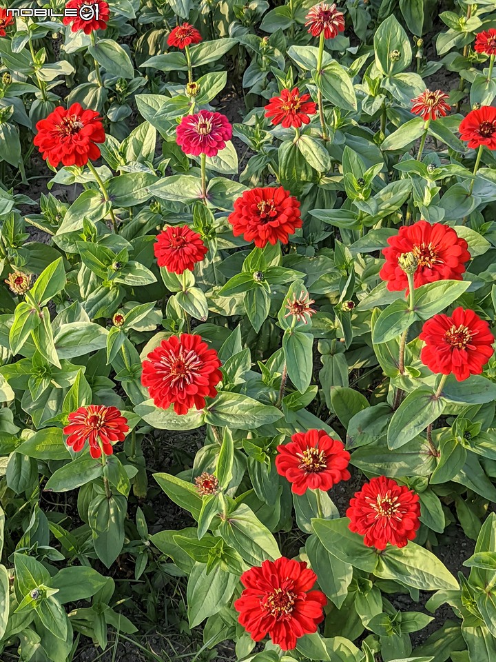 3D雙面畫 台南市鹽水區武廟 02/06