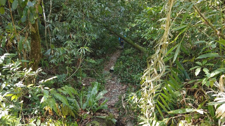 [樂山童盟] [新竹尖石] 水田林道全線-鴛鴦谷瀑布群步道