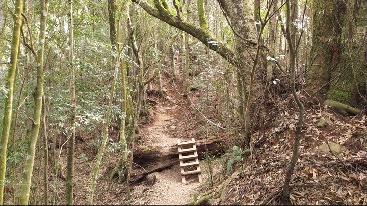 [樂山童盟] [台中和平] 谷關七雄-屋我尾山(大雪山林道登山口31.2K)