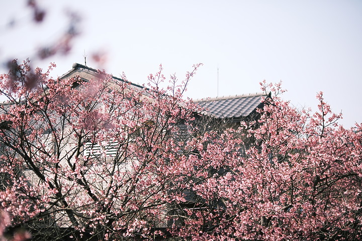 Fujifilm XF 50mm f/1.0 R WR 評測報告|富士「夜神」果然名不虛傳!