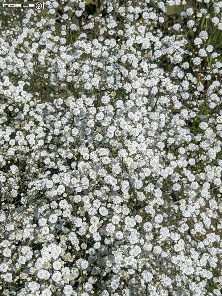 星辰花+重瓣麻葉繡球花 嘉義市西區頭港里 02/06