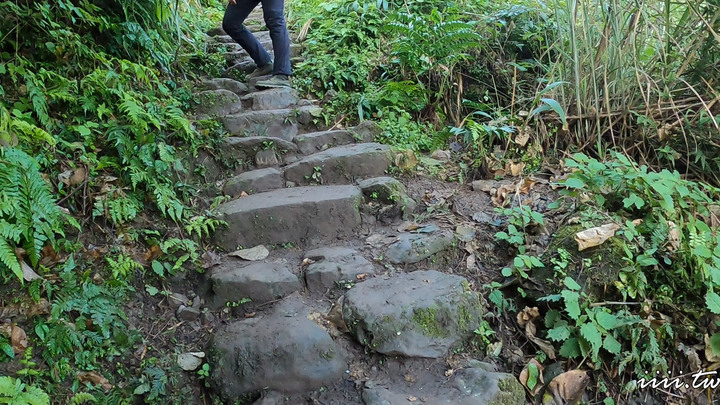 賞楓聖地・馬那邦山Y字連走細道邦山