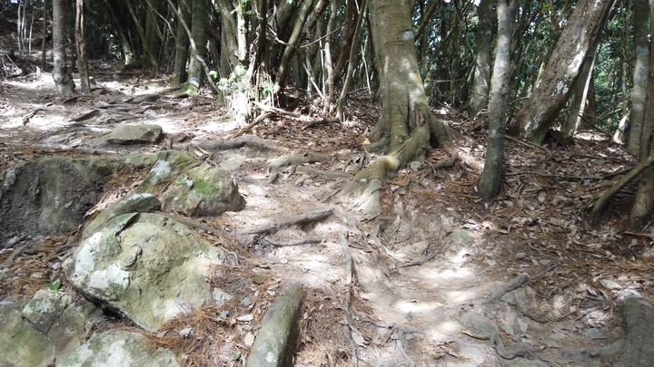 [樂山童盟] [台中和平] 谷關七雄-屋我尾山(大雪山林道登山口31.2K)