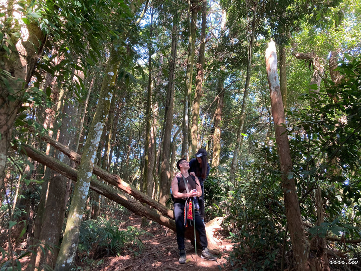 賞楓聖地・馬那邦山Y字連走細道邦山