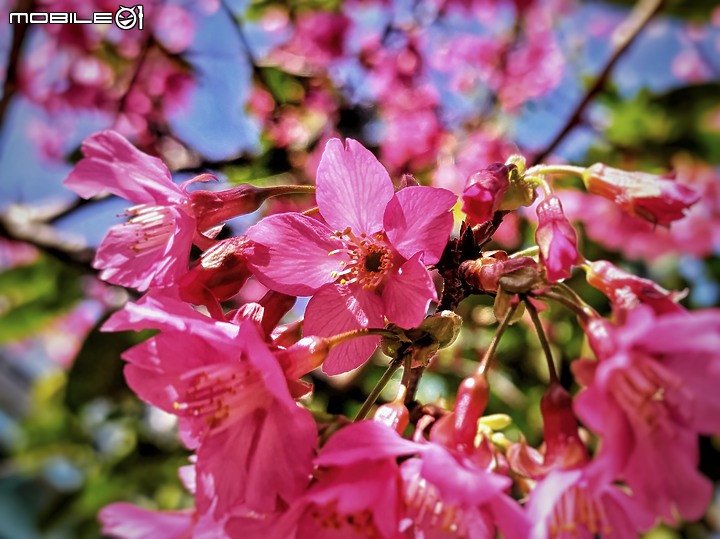 點我看大圖 【ROG3】新年 櫻之呼吸