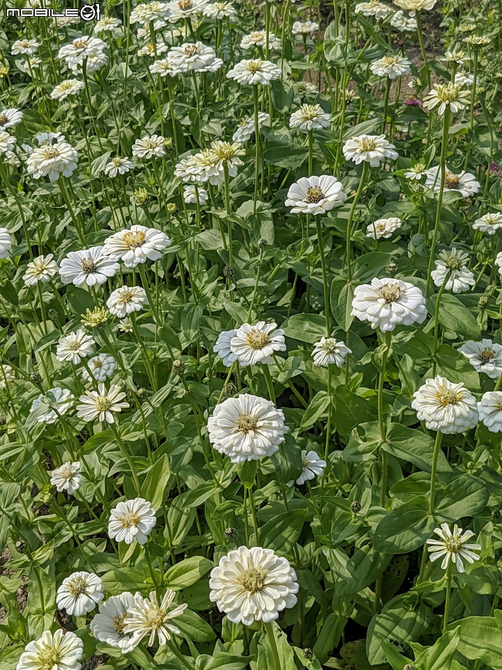 百日菊花海 高雄市杉林區181縣道 02/15